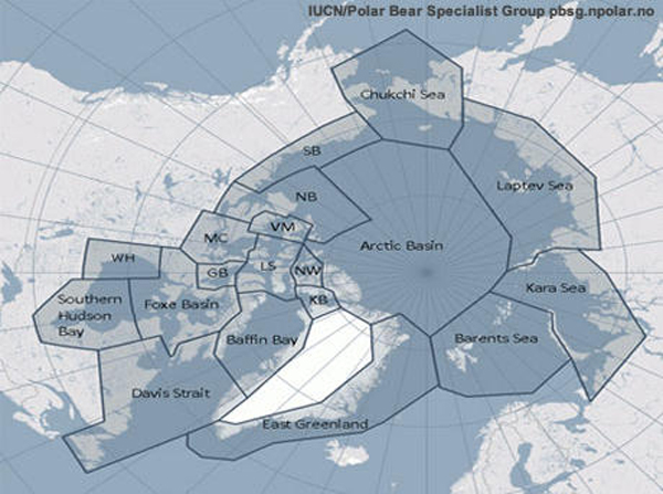 19 subpopulaties van ijsberen rond de noordpool