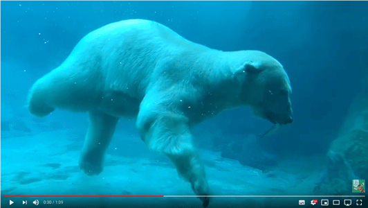 zwemmende ijsbeer-onder water-video