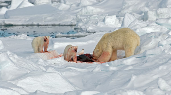 ijsberen eten hun prooi met bebloede bekken