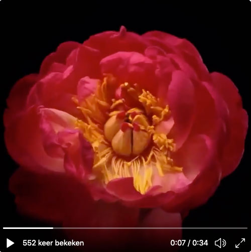 bloemen-vuurwerk-video