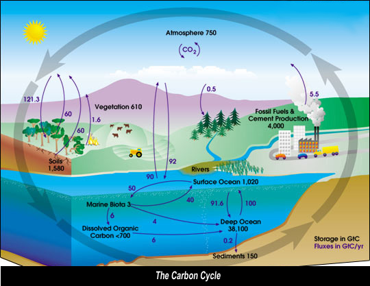 carbon cycle diagram