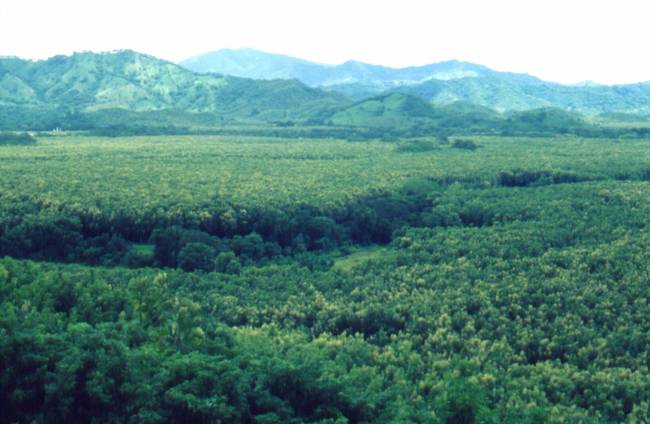 Pan American Woods  teak plantation